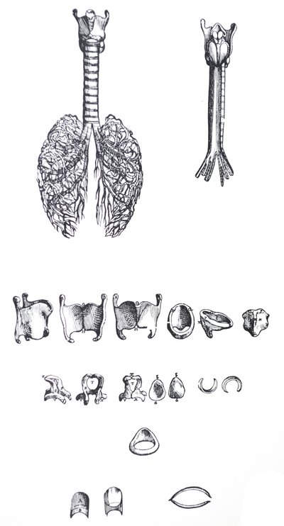 Le tavole dal primo libro del De Humani Corporis Fabrica da Andreas Vesalius