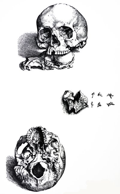 Le tavole dal primo libro del De Humani Corporis Fabrica da Andreas Vesalius