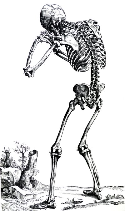 Le Tavole dal Primo Libro del De Humani Corporis Fabrica da Andreas Vesalius