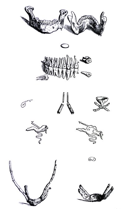 Le tavole del primo libro del De Humani Corporis Fabrica da Andreas Vesalius