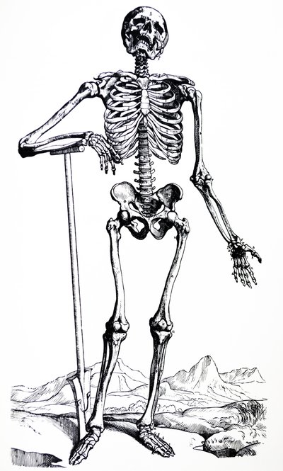 Le tavole del primo libro del De Humani Corporis Fabrica da Andreas Vesalius