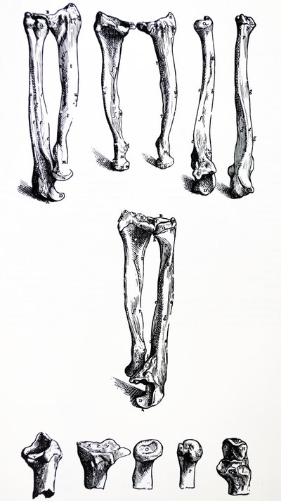 Le tavole dal primo libro del De Humani Corporis Fabrica da Andreas Vesalius