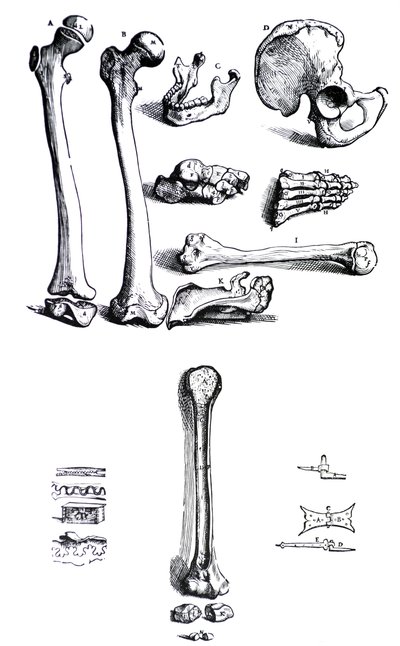 Le tavole dal primo libro del De Humani Corporis Fabrica di Andreas Vesalius da Andreas Vesalius