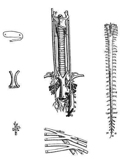 Le tavole dal quarto libro del De Humani Corporis Fabrica da Andreas Vesalius