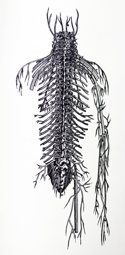 Le tavole del quarto libro del De Humani Corporis Fabrica da Andreas Vesalius