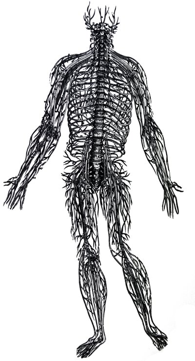 Le tavole dal quarto libro del De Humani Corporis Fabrica da Andreas Vesalius