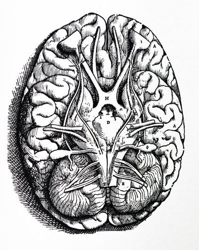 Le tavole del quarto libro del De Humani Corporis Fabrica da Andreas Vesalius