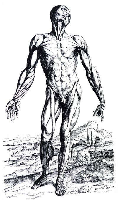 Le tavole del secondo libro del De Humani Corporis Fabrica da Andreas Vesalius