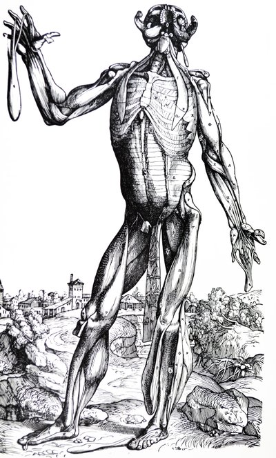 Le tavole dal Secondo Libro del De Humani Corporis Fabrica da Andreas Vesalius