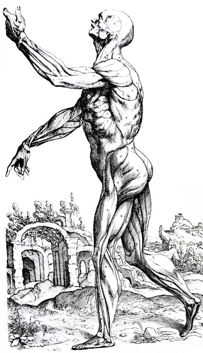 Le tavole del secondo libro del De Humani Corporis Fabrica da Andreas Vesalius