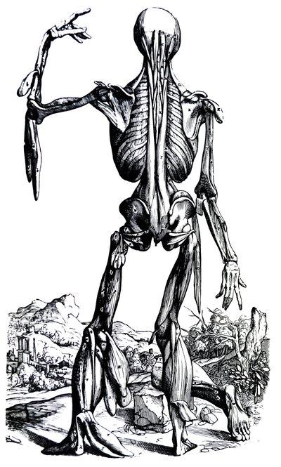 Le Tavole dal Secondo Libro del De Humani Corporis Fabrica da Andreas Vesalius