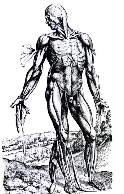 Le tavole del secondo libro del De Humani Corporis Fabrica da Andreas Vesalius