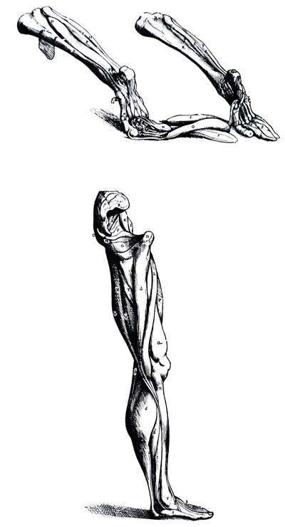 Le tavole dal secondo libro del De Humani Corporis Fabrica da Andreas Vesalius