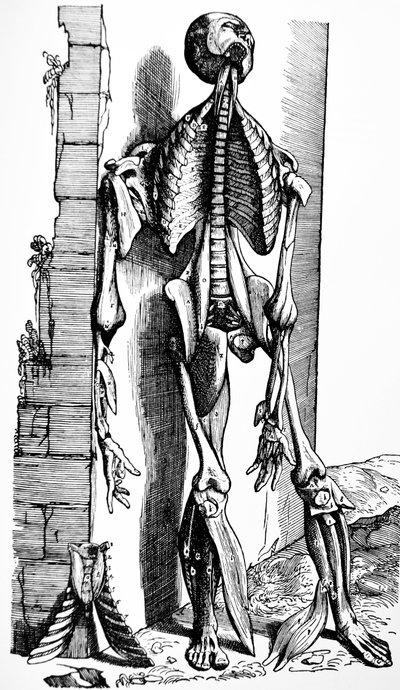 Le tavole del secondo libro del De Humani Corporis Fabrica da Andreas Vesalius