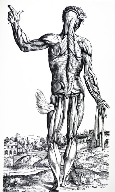 Le tavole dal secondo libro del De Humani Corporis Fabrica da Andreas Vesalius