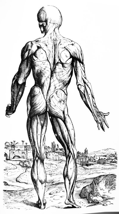 Le tavole del secondo libro del De Humani Corporis Fabrica da Andreas Vesalius
