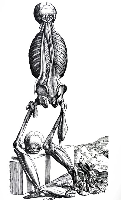Le tavole dal secondo libro del De Humani Corporis Fabrica da Andreas Vesalius