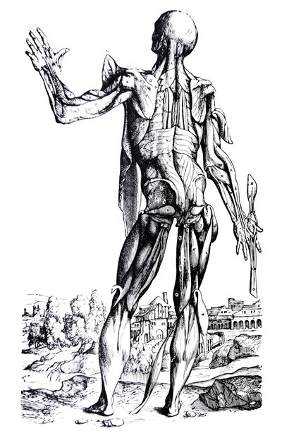 Le tavole del secondo libro del De Humani Corporis Fabrica da Andreas Vesalius