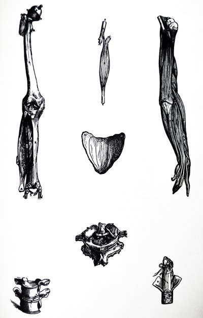 Le Tavole dal Secondo Libro del De Humani Corporis Fabrica da Andreas Vesalius
