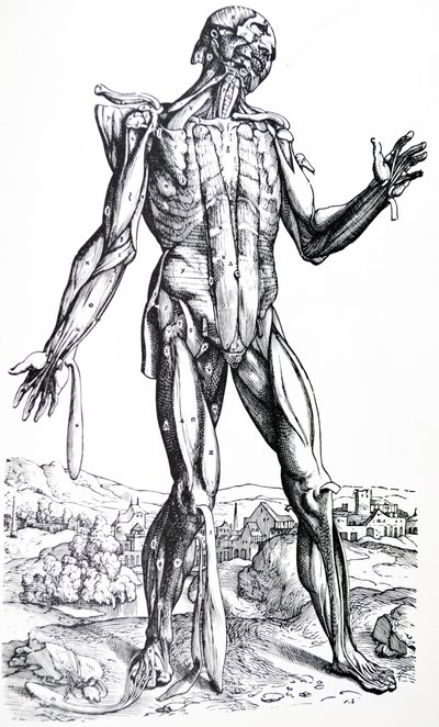 Le tavole dal secondo libro del De Humani Corporis Fabrica da Andreas Vesalius