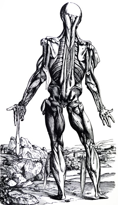 Le tavole dal secondo libro del De Humani Corporis Fabrica da Andreas Vesalius