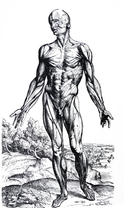 Le tavole dal secondo libro del De Humani Corporis Fabrica da Andreas Vesalius