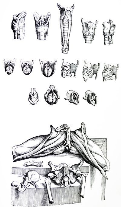 Le tavole dal secondo libro del De Humani Corporis Fabrica da Andreas Vesalius