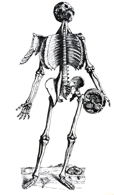 Le tavole dal settimo libro del De Humani Corporis Fabrica da Andreas Vesalius