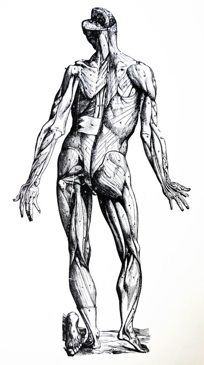 Le tavole del settimo libro del De Humani Corporis Fabrica da Andreas Vesalius