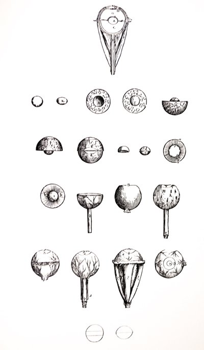 Le Tavole dal Settimo Libro del De Humani Corporis Fabrica da Andreas Vesalius
