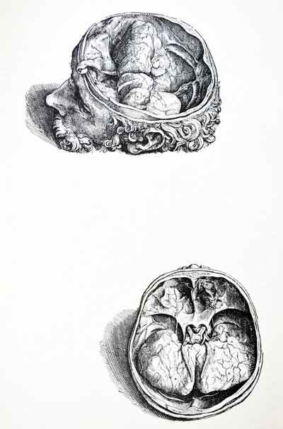 Le Tavole dal Settimo Libro del De Humani Corporis Fabrica da Andreas Vesalius