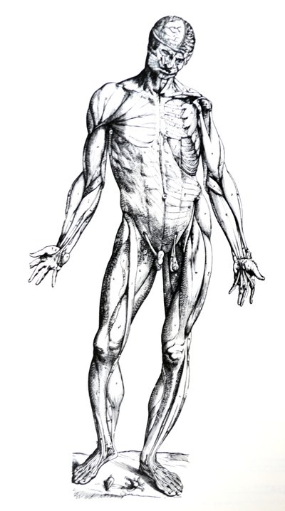Le tavole dal settimo libro del De Humani Corporis Fabrica da Andreas Vesalius