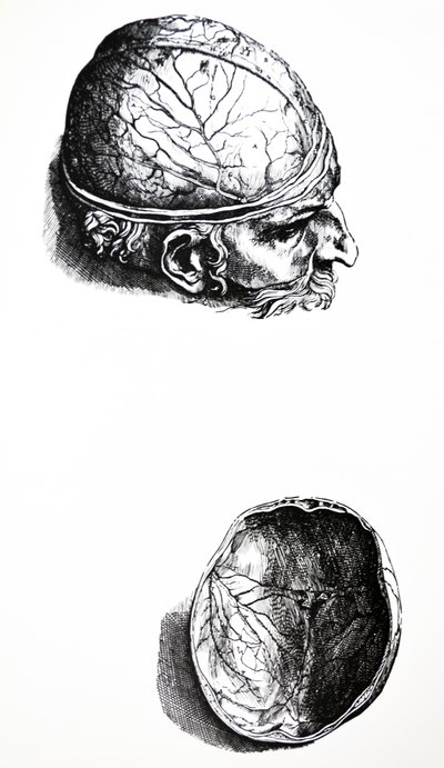 Le tavole del settimo libro del De Humani Corporis Fabrica da Andreas Vesalius