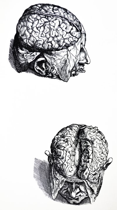 Le tavole del settimo libro del De Humani Corporis Fabrica da Andreas Vesalius