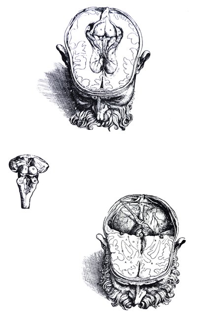 Le tavole dal settimo libro del De Humani Corporis Fabrica da Andreas Vesalius
