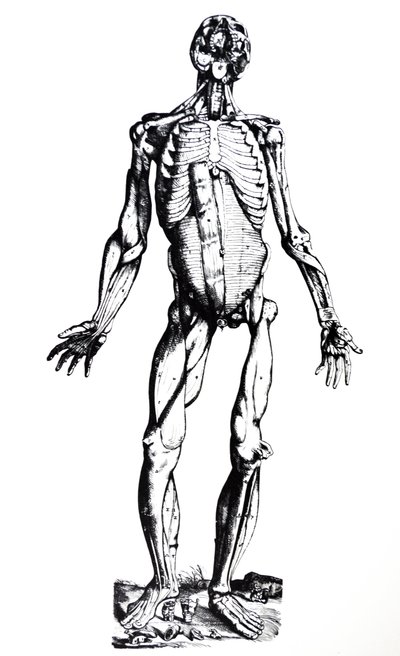 Le tavole del settimo libro del De Humani Corporis Fabrica da Andreas Vesalius