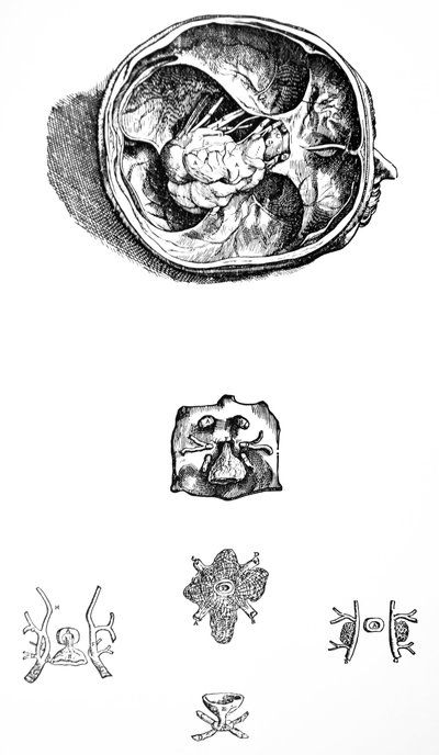 Le tavole del settimo libro del De Humani Corporis Fabrica da Andreas Vesalius