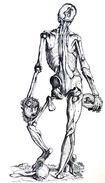 Le tavole del settimo libro del De Humani Corporis Fabrica da Andreas Vesalius