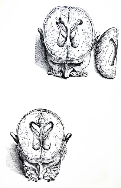 Le tavole dal settimo libro del De Humani Corporis Fabrica da Andreas Vesalius