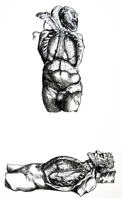 Le tavole del sesto libro del De Humani Corporis Fabrica da Andreas Vesalius