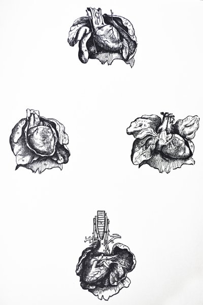 Le tavole del sesto libro del De Humani Corporis Fabrica da Andreas Vesalius