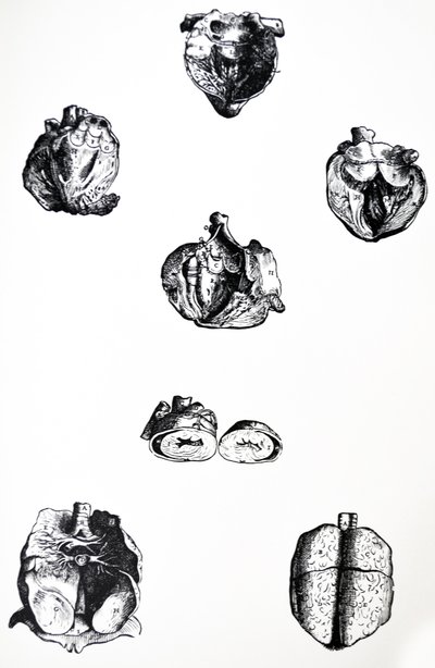 Le tavole dal sesto libro del De Humani Corporis Fabrica da Andreas Vesalius
