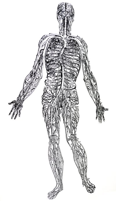 Le tavole dal terzo libro del De Humani Corporis Fabrica da Andreas Vesalius