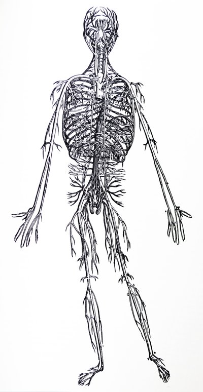 Le tavole del terzo libro del De Humani Corporis Fabrica da Andreas Vesalius