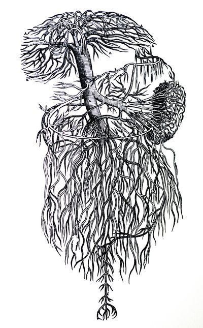 Le tavole del terzo libro del De Humani Corporis Fabrica da Andreas Vesalius