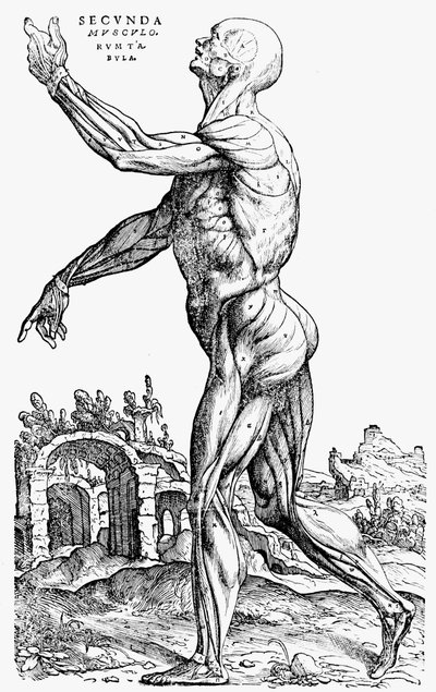 La seconda tavola dei muscoli, dal Libro II di De humani corporis fabrica da Andreas Vesalius