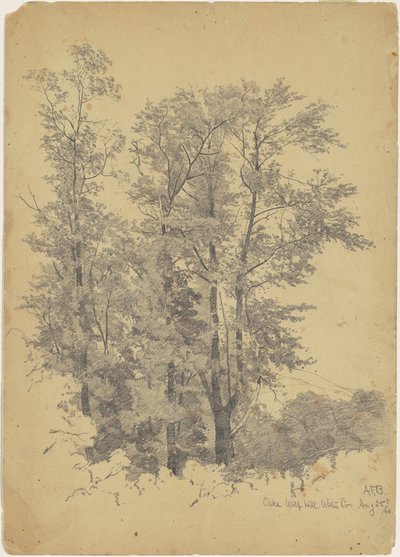 Querce, Wolf Hill, contea di Ulster da Andrew Fisher Bunner