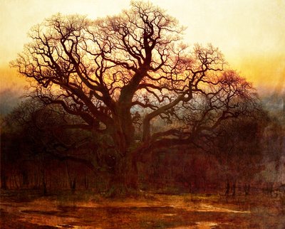 Quercia Maggiore, Foresta di Sherwood, Nottinghamshire, 1882 da Andrew MacCallum