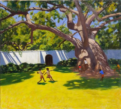 Antico albero di camphora, Vergelegen Estate, Sudafrica da Andrew Macara
