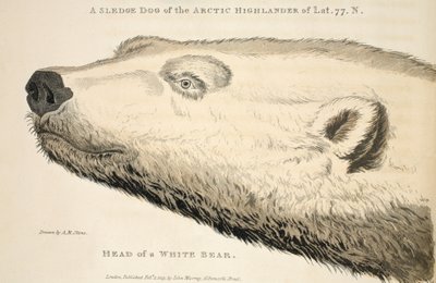 Testa di un orso bianco, illustrazione da 